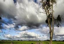 Ming迎来十五赛季出色发挥，RNG观众热烈欢呼！上演精彩一战的简单介绍